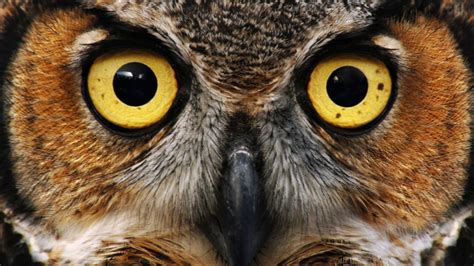 owl eyes scam-free